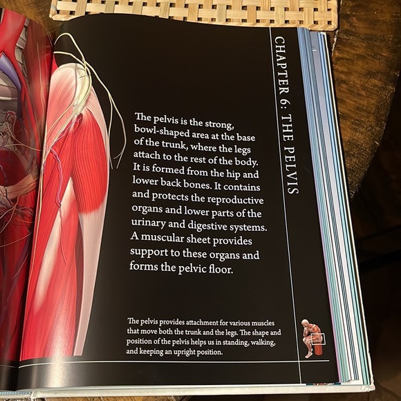 Anatomy 360 The Ultimate Visual Guide to the Human Body by Dr. Jamie Roebuck - Picture 5 of 6